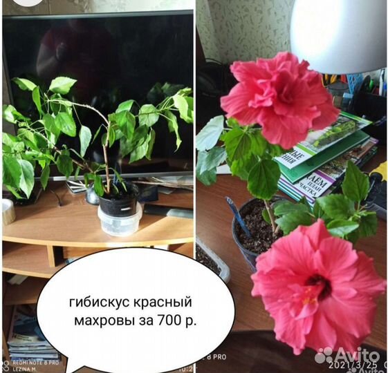 Комнатные растения