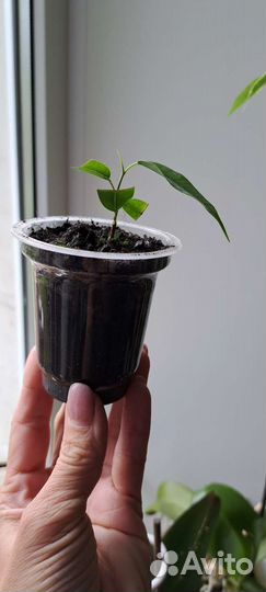 Фикус бенджамина