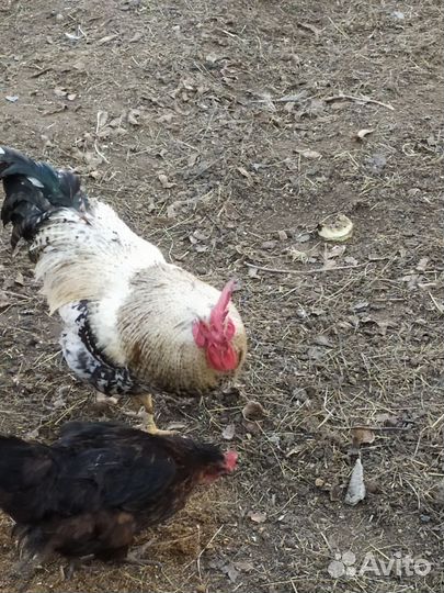 Куры петухи
