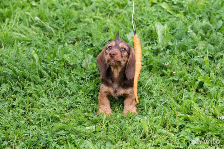 Таксята кроличьи жесткошерстные рыжие