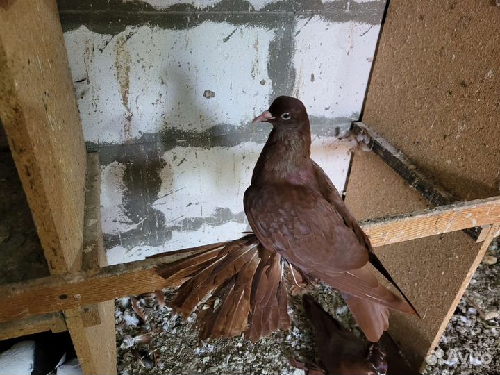 Продажа голубей