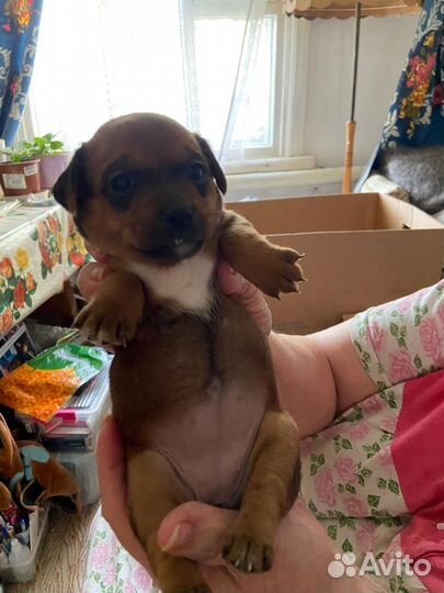 Милая девочка