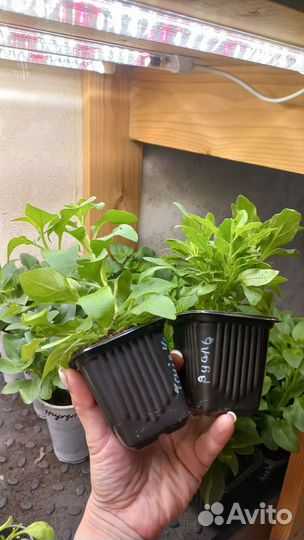 Рассада петунии каскадно - ампельной