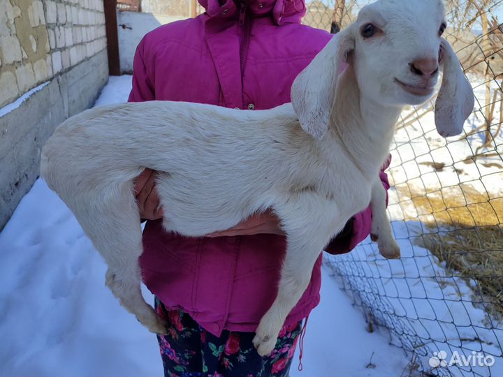 Англо-нубийские козлята