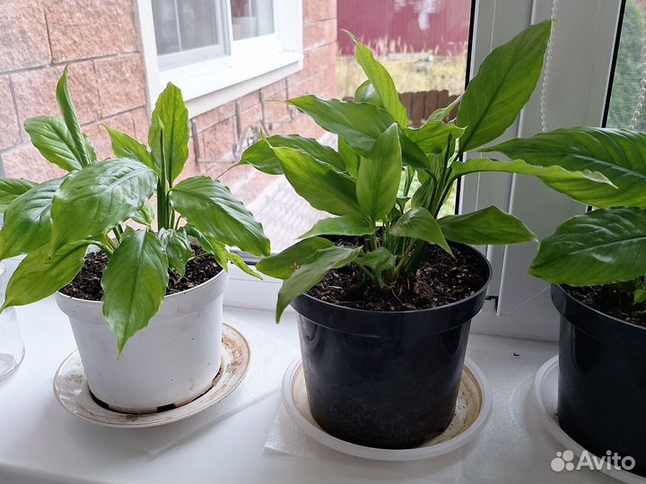 Спатифилум