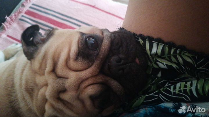 Мопс вязка мальчик