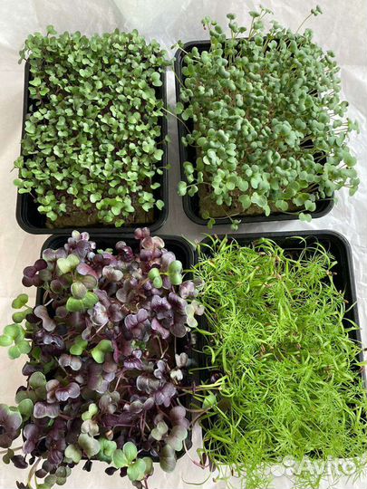 Набор для выращивания микрозелени/Стартовый набор