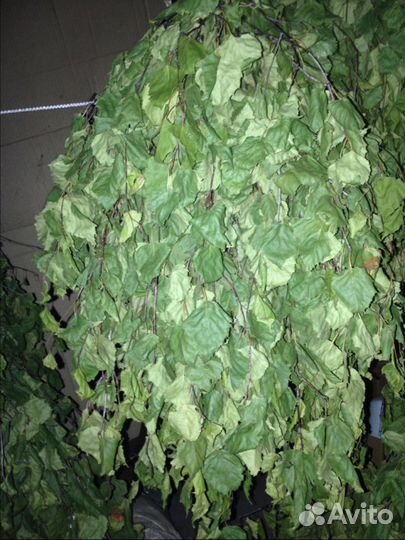 Веники банные дуб берёза эвкалипт полынь травы