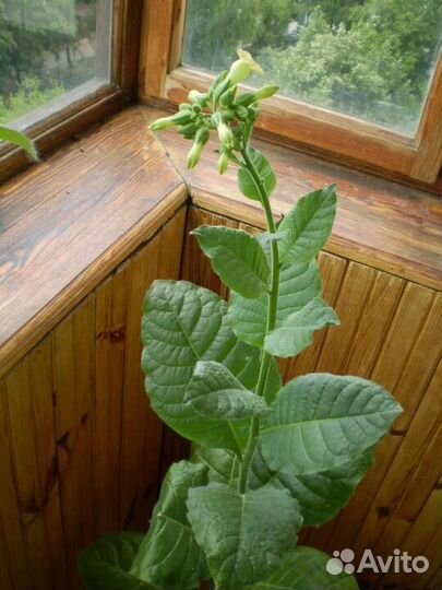 Табак Индейцев Мапачо(семена)