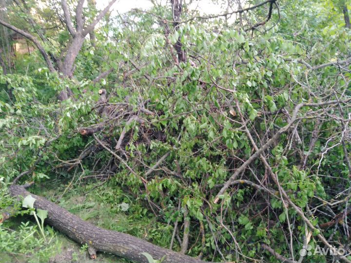 Отдам бесплатно дрова абрикосы, яблони