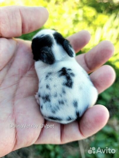 Цветной карлик сплит