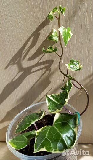 Крестовник крупноязычковый