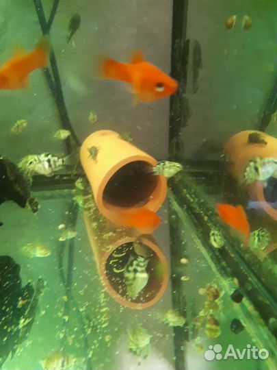 Сапфировые попугаи, анцитрус,меченосец