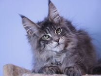 Мейн-кун котик голубой мрамор