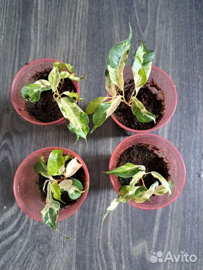 Фикусы бенджамина Де Гантель, Керли, Иренк