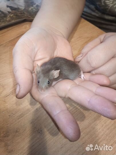 Мышь декоративная сатиновая