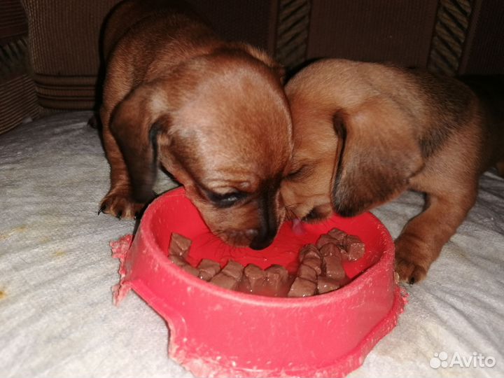 Щенки таксы