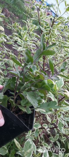 Хризантема