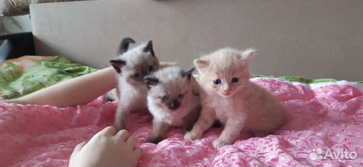 Кошка