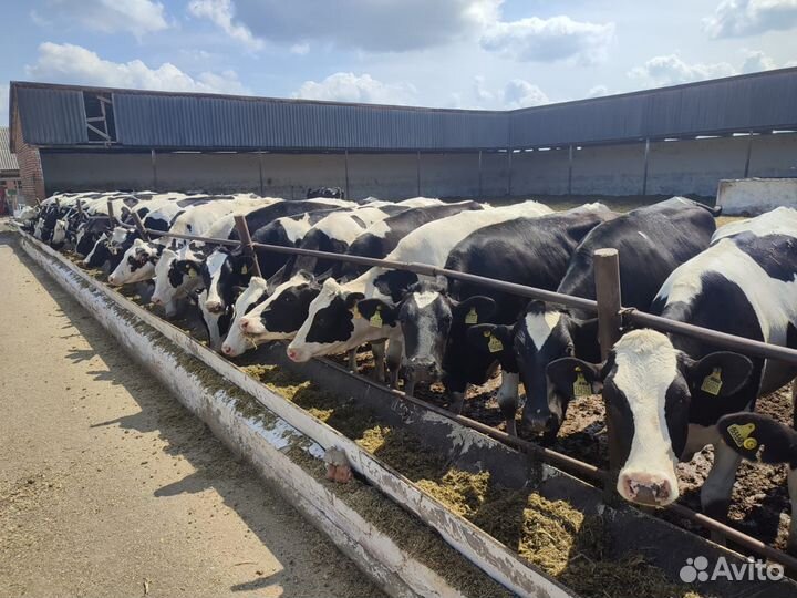 Нетели голштинской породы