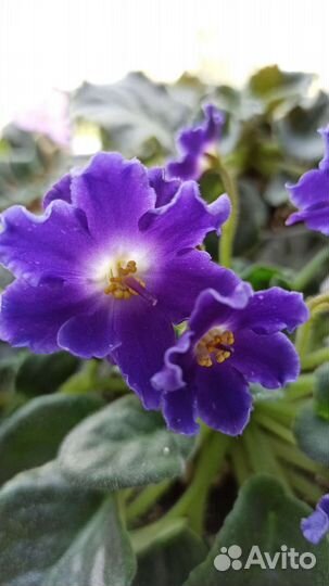 Листики от самых красивых фиалочек