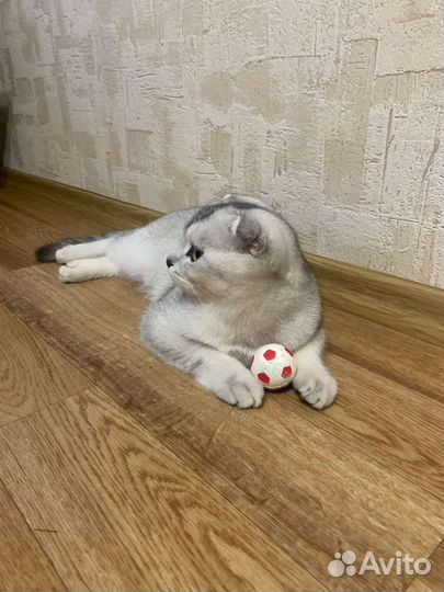 Британская кошка
