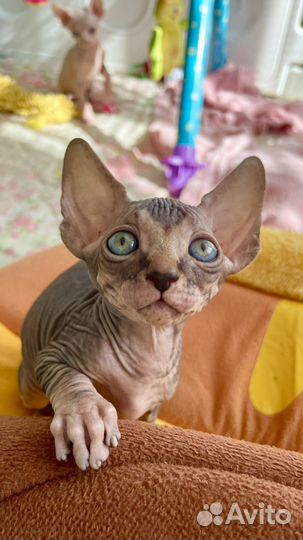 Канадский сфинкс