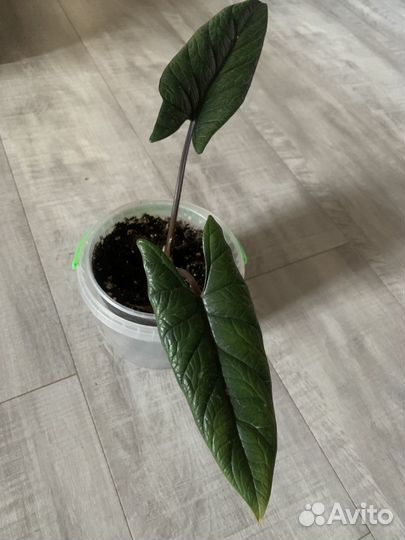 Алоказия скальпрум