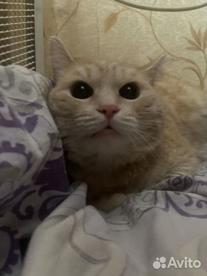 Котик