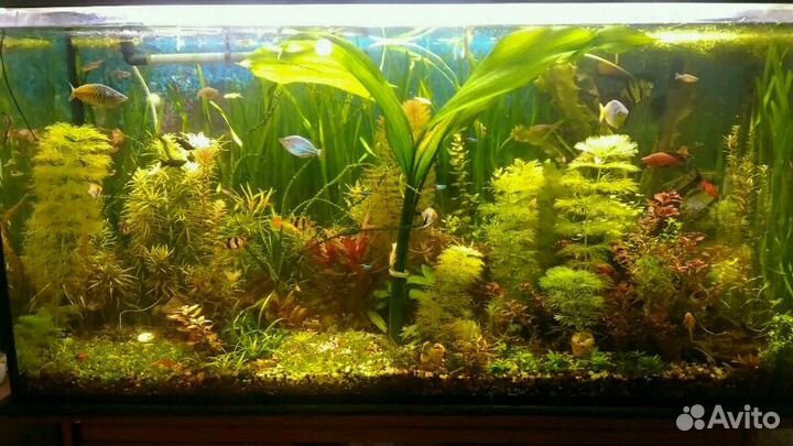 Удобрения микро макро железо калий