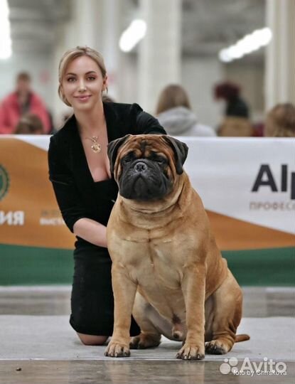 Щенки бульмастифа