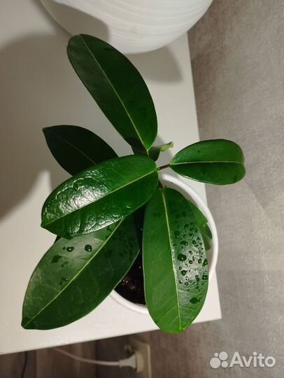 Стефанотис