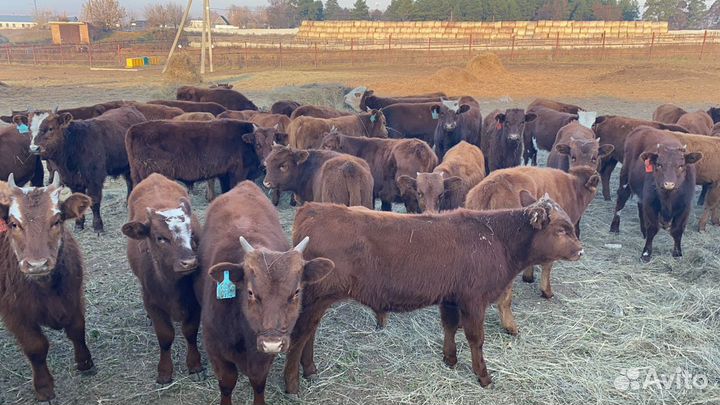 Продажа бычков