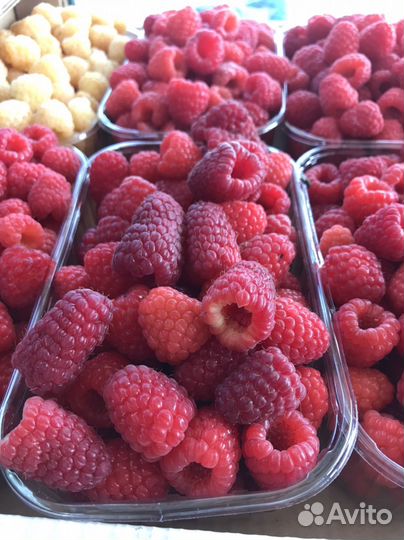 Саженцы малины Маравилла,Мапема,Энросадира