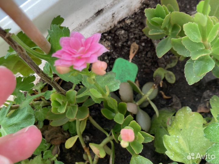 Каланхоэ цветущий