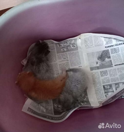 Котята в добрые руки