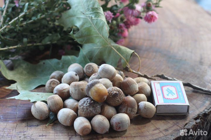 Дуб красный семена саженцы