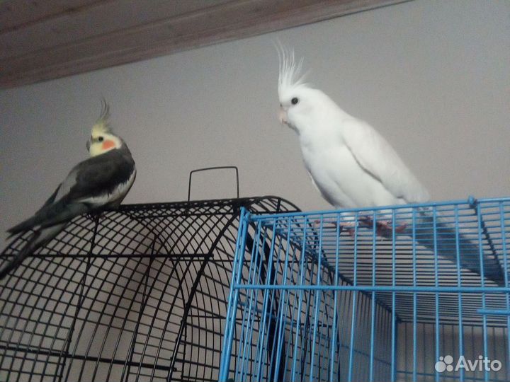 Ручные попугайчики корелла