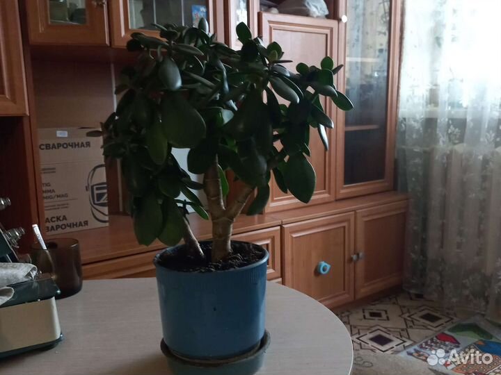 Денежное дерево