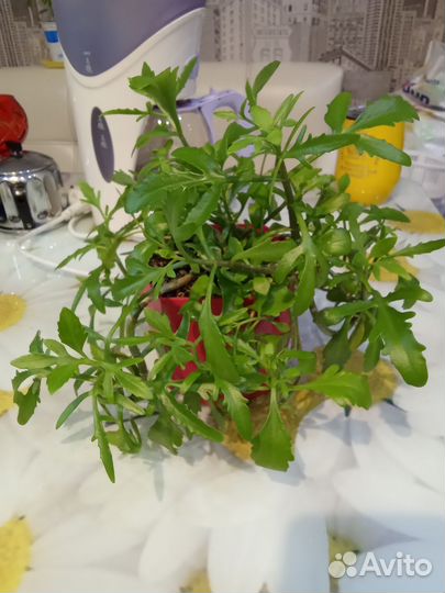 Каланхоэ оленьи рожки