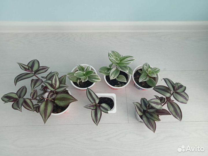 Традесканция зебрина, нанук