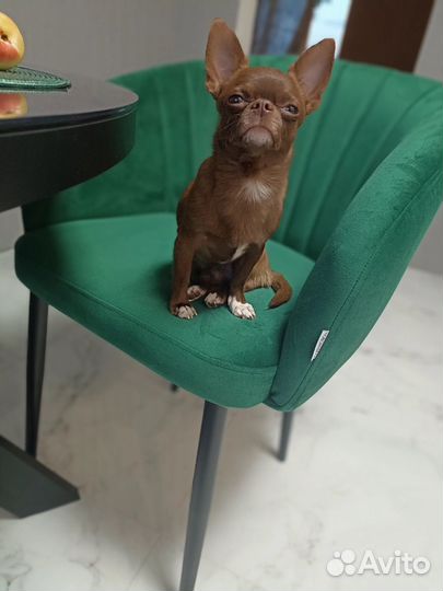 Вязка кобель чихуахуа