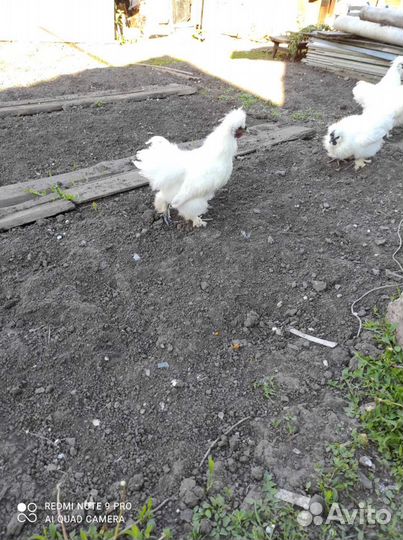 Петухи китайские шелковые