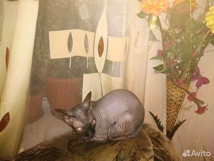 Передержка кошек