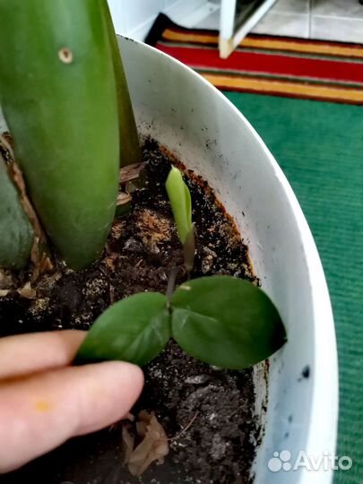 Замиокулькас