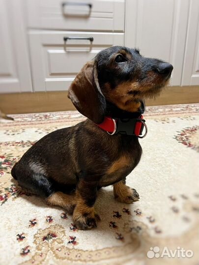 Ошейник для собаки с адресником