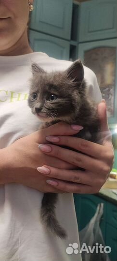 Котята в добрые руки 1 месяц