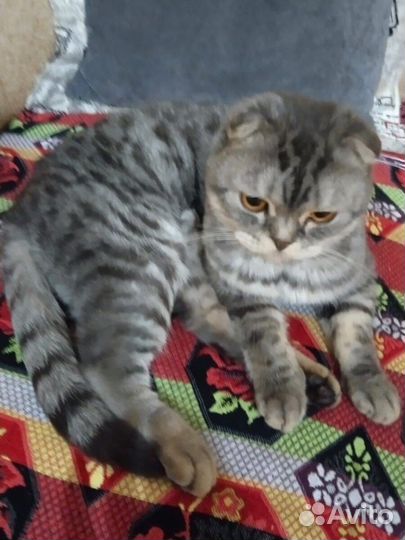 Розыск хозяев Кот шотландский
