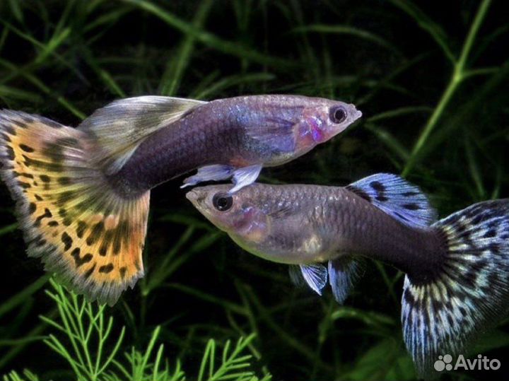 Гуппи чистая линия