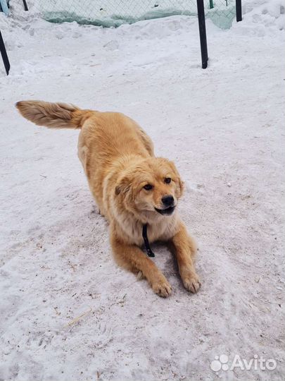 Собака в добрые руки